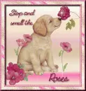 Stop and smell the roses