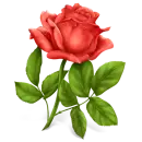Red Rose