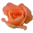Rose peach 