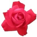 Rose Cerise