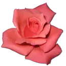 Rose Coral