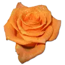 Rose Orange