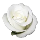 Rose White