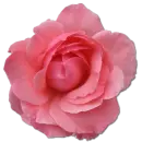 Wild Rose Pink