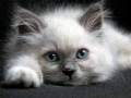 Kitten
