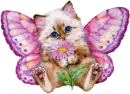 Butterfly Kitten