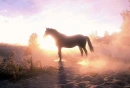 Horse lovers
