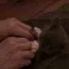 Surprised Kitty