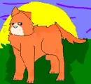Sunrise Cat