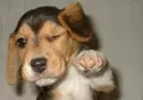 Blinded Doggy!