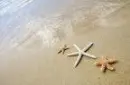seastar