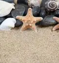 seastars