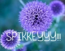 SPIKKKEYYY!!!
