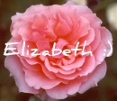 Pink Rose