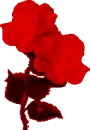 red rose and music