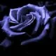 Dark Rose