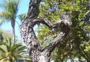 Heart tree