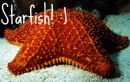 Starfish