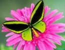 Butterfly and Flower