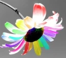 Rainbow Flower