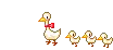 duckies gwuek gwuek ~