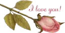 I love you Rose
