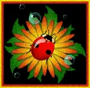 Lady Bug