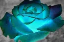 ~~FOREVER BLUE~~