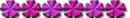 Pink Flowers