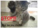 Chicken Cat