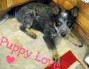 Puppy Love