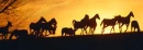 Horse Horizon