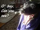 Stylish Dog