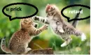 funny chipmunks