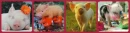Cute piglets Collage