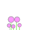 Pink Flowers