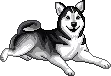 Wolf Dog Gif.