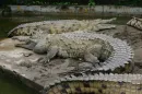 crocodiles