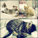 Cats