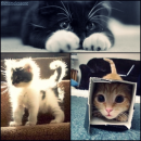Cats