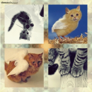 Cats