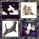 Cats