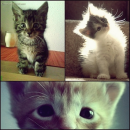 Cats