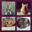 Cats