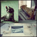 Cats