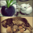 Cats