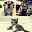 Cats