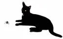 black cat chasing spider
