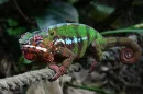 Chameleon