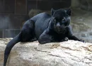 Panther